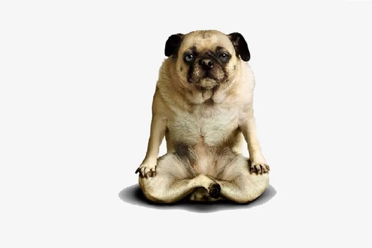 Prečo pes neodolá pokušeniu podložky na jogu?
